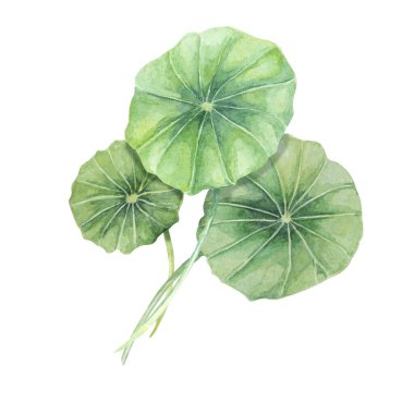 Centella asiatica, gotu cola yeşil buket. El yapımı Asya Pennywort kompozisyonu, suluboya botanik çizimi, kozmetik, ambalaj, güzellik, etiket, diyet takviyeleri için izole edilmiş.