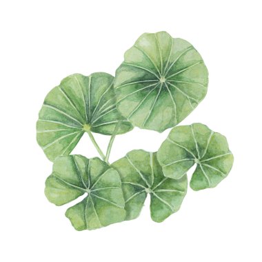 Centella asiatica, gotu cola yeşil buket. El yapımı Asya Pennywort kompozisyonu, suluboya botanik çizimi, kozmetik, ambalaj, güzellik, etiket, diyet takviyeleri için izole edilmiş.