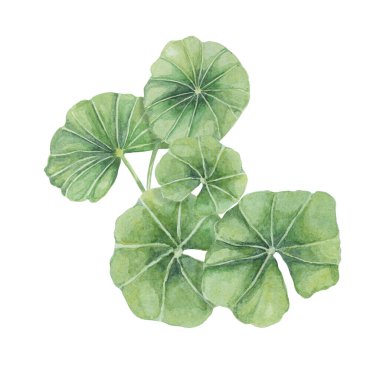 Centella asiatica, gotik kola yeşili düzenleme. El yapımı Asya Pennywort buketi suluboya botanik çizimi, kozmetik, ambalaj, güzellik, etiketler, bitkisel beslenme takviyeleri için izole edilmiş