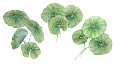 Centella asiatica, gotu cola yeşil buketler. El yapımı Asya Pennywort suluboya botanik çizimi kozmetik ürünleri, ambalajlama, güzellik, etiketler, bitkisel beslenme takviyeleri için izole elementler.