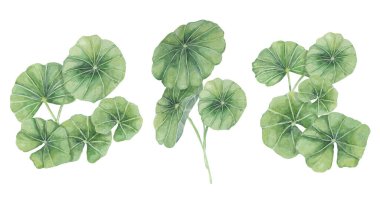 Centella asiatica, gotu cola yeşil buketler. El yapımı Asya Pennywort suluboya botanik çizimi kozmetik ürünleri, ambalajlama, güzellik, etiketler, bitkisel beslenme takviyeleri için izole elementler.