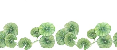 Yeşil centella asiatica dikişsiz sınır, canlı yeşillik kurdele klipsleri. Güzellik ürünleri, kozmetik ürünleri, bitkisel ilaçlar, ayurvedic gıda takviyeleri için suluboya gotik kola banner tasarımı