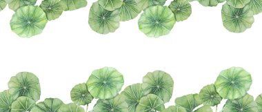 Yeşil centella asiatica dikişsiz sınır, canlı yeşillik kurdele klipsleri. Güzellik ürünleri, kozmetik ürünleri, bitkisel ilaçlar, ayurvedic gıda takviyeleri için suluboya gotik kola banner tasarımı