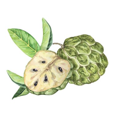 Olgun yeşil ve yapraklı tropikal Cherimoya egzotik meyvesi. Muhallebi elmasının suluboya çizimi, baskı, ambalaj, çıkartma ürünleri, yapıştırma kitabı, yemek, etiket
