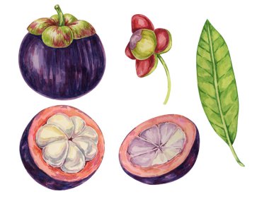 Mor mangosteen, çiçek, ağaç yaprağı tropikal Asya meyvesi kırpıntısı. Etiket, etiket, yemek menüsü, kozmetik, güzellik, süblimleşme, giysi için Garcinia mangostana bitki suluboya çizimi