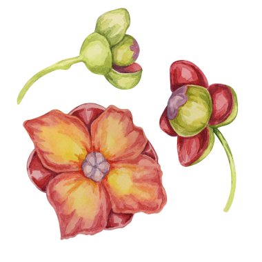 Mor mangosteen çiçeği, tropikal Asya botanik klipsi. Etiket, etiket, gıda ambalajı, menü, kozmetik, güzellik, baskı, giyim için Garcinia mangostana el çizimi suluboya çizimi