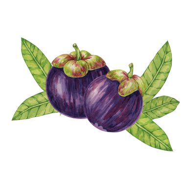 İki Mor mangosteen meyvesi, tropikal Asya bitkisinin klipsini bırakır. Etiket, etiket, yemek menüsü, kozmetik, güzellik, koleksiyon defteri, giyim için Garcinia mangostana ağacı suluboya çizimi