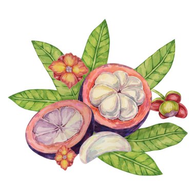 Yarısı kesilmiş mangosteen, çiçekler, tropikal Asya meyve yaprakları. Etiket, etiket, yemek menüsü, kozmetik, güzellik, süblimleşme, giysi için Garcinia mangostana bitki suluboya çizimi