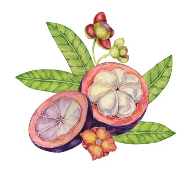 Yarısı kesilmiş mangosteen, çiçekler, tropikal Asya meyve yaprakları. Etiket, etiket, yemek menüsü, kozmetik, güzellik, süblimleşme, giysi için Garcinia mangostana bitki suluboya çizimi