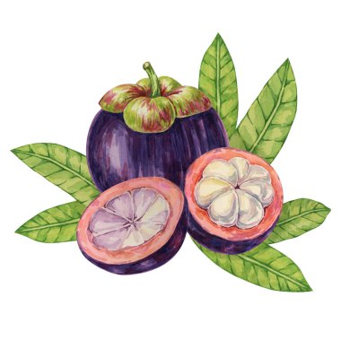 Mor mangosteen, bütün, yarım meyve ve tropikal Asya klipsi bırakır. Etiket, etiket, yemek menüsü, kozmetik, güzellik, poster, giyim için Garcinia mangostana bitki suluboya çizimi