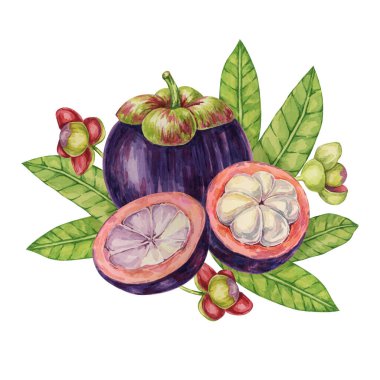 Mor mangosteen, bütün, yarım meyve ve tropikal Asya klipsi bırakır. Etiket, etiket, yemek menüsü, kozmetik, güzellik, poster, giyim için Garcinia mangostana bitki suluboya çizimi