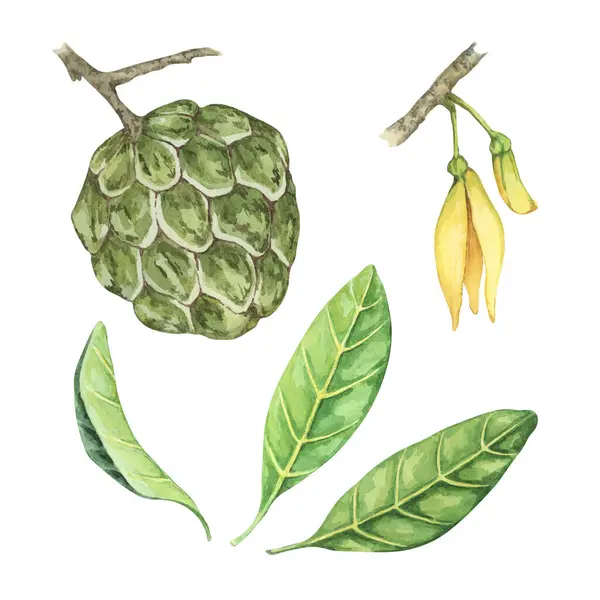 stock image Ripe green whole and half cherimoya exotic fruit with leaves and flowers. Hand drawn watercolor illustration of custard apple, sugar sweet apple for printing, packaging, organic products, scrapbooking