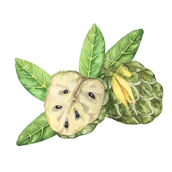 stock image Ripe green whole and half cherimoya exotic fruit with leaves and flowers. Hand drawn watercolor illustration of custard apple, sugar sweet apple for printing, packaging, organic products, scrapbooking