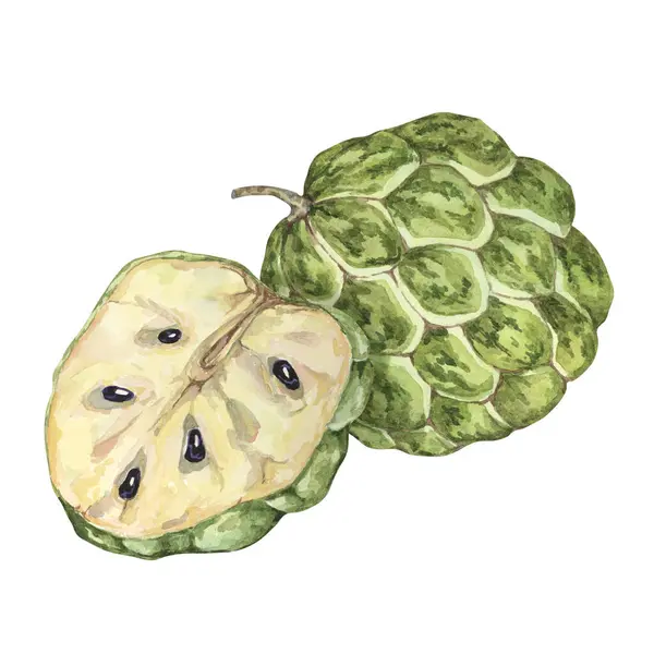 stock image Ripe green whole and half of tropical cherimoya exotic fruit composition. Watercolor illustration of custard apple, sugar sweet apple for printing, packaging, sticker products, scrapbooking, food, tag