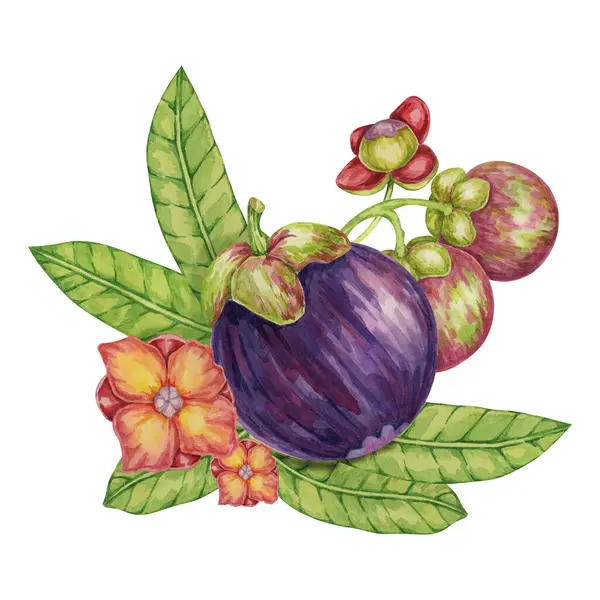 stock image Pink purple mangosteen fruit, leaves, flowers tropical exotic plant clipart. Garcinia mangostana tree watercolor illustration for sticker, label, food menu, cosmetic, beauty, scrapbooking, apparel