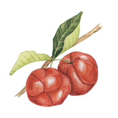 Ağaç dalında Acerola meyveleri, kırmızı Barbados kiraz meyveleri Malpighia emarginata glabra çizimi. Baskı, ambalaj, etiket, gıda takviyeleri için C vitamini kaynağı