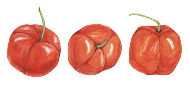 Acerola üzümü, kırmızı Barbados kirazlı tropikal meyveler. Malpighia emarginata glabra suluboya çizimi. Yazdırma, paketleme, etiketleme, gıda takviyeleri için Brezilya Superfood C vitamini kaynağı