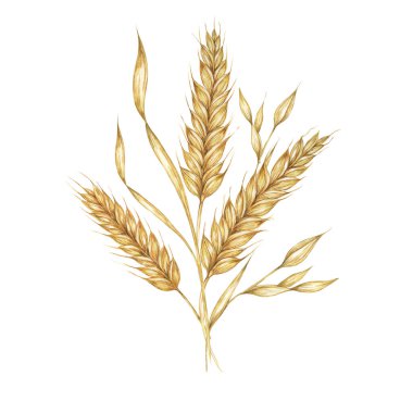 Barley spikes bunch, cereal grain ears, wheat stalks. Bouquet for Shavuot, Thanksgiving, Oktoberfest clipart. Cottagecore rustic watercolor illustration for beer whisky, bread, flour packaging, label. clipart