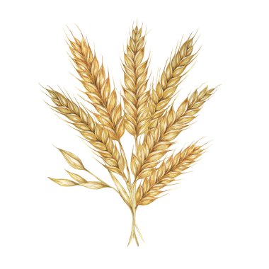 Buğday kulakları, arpa buketi sapları, tahıl çivileri. Ekmek, bira, viski, malt, un ambalajı, etiket ve etiketler için suluboya çizimi. Shavuot Sembolü, Şükran Günü, Ekim Festivali