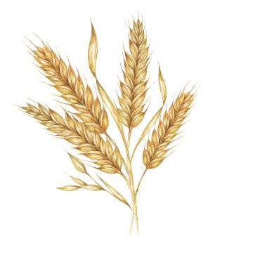 Wheat ears bunch, stalks of barley bouquet, cereals spikes. Watercolor illustration for bread, beer, whisky, malt, flour packaging, tags and label. Symbol of Shavuot, Thanksgiving, Oktoberfest clipart clipart