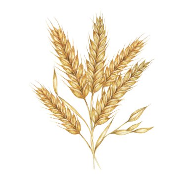 Arpa buketi, mısır gevreği kulakları, buğday sapları. Shavuot için tahıl, Şükran Günü, Ekim Festivali, Clipart. Bira viski, ekmek, un ambalajı, etiket için Cottagecore rustic suluboya çizimi.