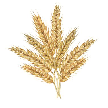 Arpa dikenleri, tahıl başakları, buğday sapları. Shavuot için buket, Şükran Günü, Ekim Festivali, Clipart. Bira viski, ekmek, un ambalajı, etiket için Cottagecore rustic suluboya çizimi.