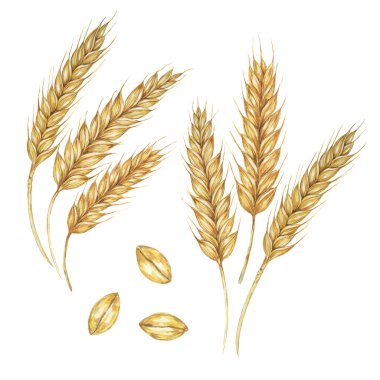 Buğday kulakları, arpa sapları altın tahıl çivileri. Ekmek, bira, viski, viski, un ambalajı, etiket ve etiketler için suluboya çizimi. Shavuot Sembolü, Şükran Günü, Ekim Festivali