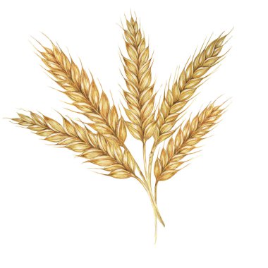 Buğday kulakları, arpa sapları altın tahıl çivileri. Ekmek, bira, viski, viski, un ambalajı, etiket ve etiketler için suluboya çizimi. Shavuot Sembolü, Şükran Günü, Ekim Festivali