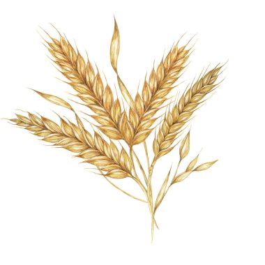 Arpa buketi, mısır gevreği kulakları, buğday sapları. Shavuot için tahıl, Şükran Günü, Ekim Festivali, Clipart. Bira viski, ekmek, un ambalajı, etiket için Cottagecore rustic suluboya çizimi.