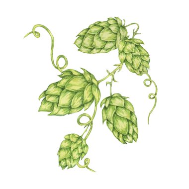 Sıçrama külahları suluboya çizimi. Oktoberfest için yeşil humulus lupulus sarmaşığı, Aziz Patrick günü kutlaması, bira imalatı endüstrisi. Bira fabrikası tasarımı, bira etiketi, menü için Hops bitki klipleri
