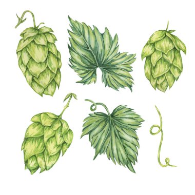 Zıplama konileri ve suluboya resimlerini bırakır. Oktoberfest için yeşil humulus lupulus tasarım elementleri, St. Patrick günü kutlaması, bira imalatı endüstrisi. Hops bira fabrikası için Clipart, bira etiketi