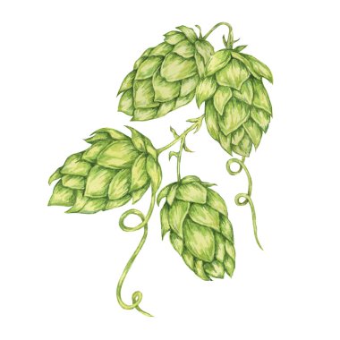 Sıçrama külahları suluboya çizimi. Oktoberfest için yeşil humulus lupulus sarmaşığı, Aziz Patrick günü kutlaması, bira imalatı endüstrisi. Bira fabrikası tasarımı, bira etiketi, menü için Hops bitki klipleri
