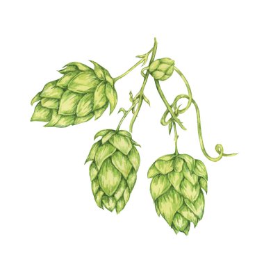Sıçrama konileri suluboya resimleme dalları. Oktoberfest için yeşil humulus lupulus sarmaşığı, Aziz Patrick günü kutlaması, bira imalatı endüstrisi. Bira fabrikası tasarımı, bira etiketi, menü için Hops bitki klipleri