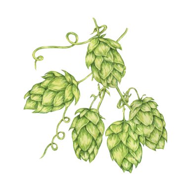 Sıçrama konileri suluboya resimleme dalları. Oktoberfest için yeşil humulus lupulus sarmaşığı, Aziz Patrick günü kutlaması, bira imalatı endüstrisi. Bira fabrikası tasarımı, bira etiketi, menü için Hops bitki klipleri