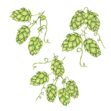 Sıçrama konileri suluboya resimleme dalları. Oktoberfest için yeşil humulus lupulus sarmaşığı, Aziz Patrick günü kutlaması, bira imalatı endüstrisi. Bira fabrikası tasarımı, bira etiketi, menü için Hops bitki klipleri