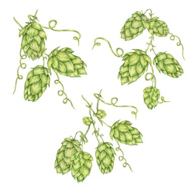 Sıçrama konileri suluboya resimleme dalları. Oktoberfest için yeşil humulus lupulus sarmaşığı, Aziz Patrick günü kutlaması, bira imalatı endüstrisi. Bira fabrikası tasarımı, bira etiketi, menü için Hops bitki klipleri