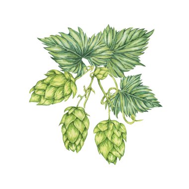 Zıplama konileri ve yaprakları suluboya resimleme dalları. Oktoberfest için yeşil humulus lupulus kompozisyonu, St. Patrick günü kutlaması, bira etiketi, bira fabrikası tasarımı. Hops menü için bitki klipsi, poster