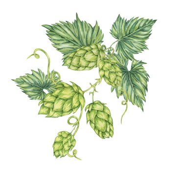 Zıplama konileri ve suluboya resimlerini bırakır. Oktoberfest için yeşil humulus lupulus sarmaşık kompozisyonu, St. Patrick günü kutlaması, bira etiketi, bira fabrikası tasarımı. Hops menü için bitki klipsi, poster