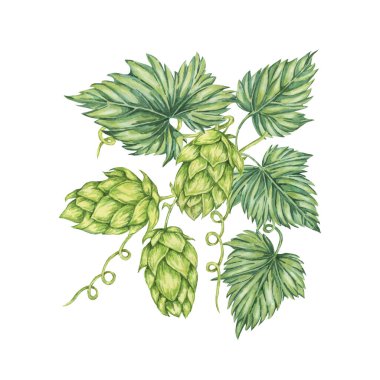 Zıplama konileri ve yaprakları suluboya resimleme dalları. Oktoberfest için yeşil humulus lupulus kompozisyonu, St. Patrick günü kutlaması, bira etiketi, bira fabrikası tasarımı. Hops menü için bitki klipsi, poster