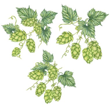 Sıçrama konileri hazır. Oktoberfest için Humulus Lupulus 'un suluboya çizimi, St. Patrick günü, bira etiketi, bira fabrikası tasarımı. Hops menü için canlı parlak bir tırmanış eker, poster