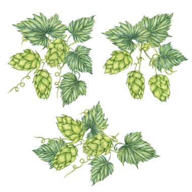 Sıçrama konileri hazır. Oktoberfest için Humulus Lupulus 'un suluboya çizimi, St. Patrick günü, bira etiketi, bira fabrikası tasarımı. Hops menü için canlı parlak bir tırmanış eker, poster