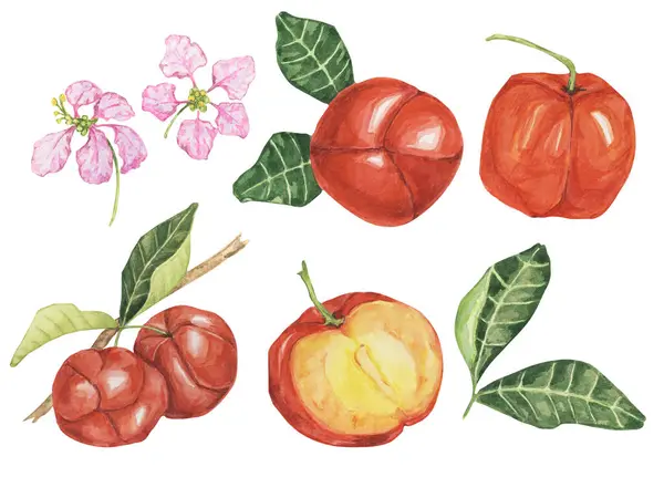stock image Acerola set, red Barbados cherry fruits cliparts with leaves and flowers. Malpighia emarginata glabra watercolor illustration. Superfood vitamin C source for print, packaging, labels, food supplements