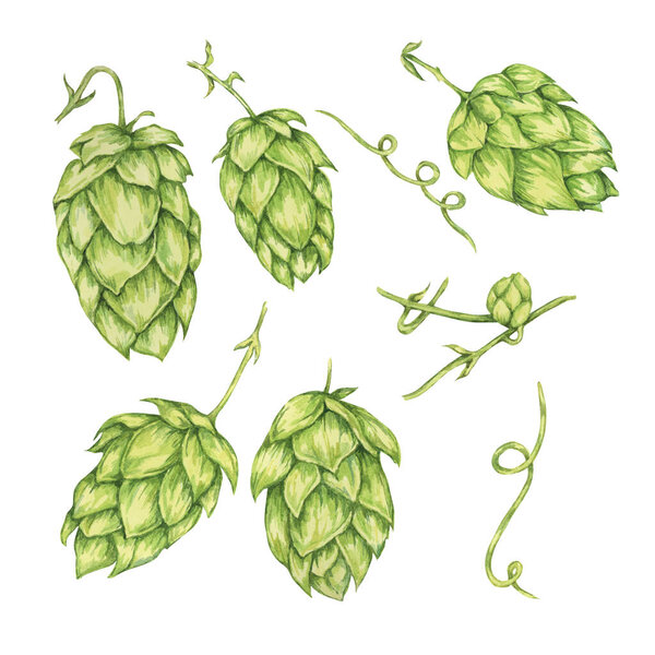 Акварельная иллюстрация конусов. Зеленый гумулус волчанка виноград для Октоберфест, празднование дня Святого Патрика, пивоварения промышленности. Хмелеводческий клипарт для дизайна пивоварни, этикетки пива, меню