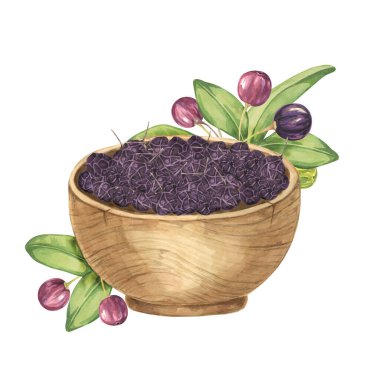 Dry maqui berries in a wooden bowl as composition with leaves, fresh berries. Hand drawn illustration of Chilean wineberry plant isolated on white background. Aristotelia chilensis design elements for printing, packaging, food supplements, cards clipart