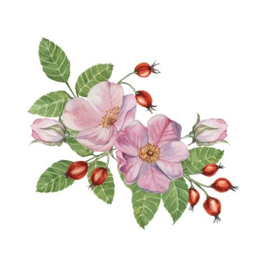 Tomurcuklu ve gül üzümlü pembe gül çiçekleri. Rosa Canina bitki dalında suluboya. Botanik tasarımı, tebrik kartları, davetiyeler, etiketler, parfümler, çıkartmalar için çiçek buketi.