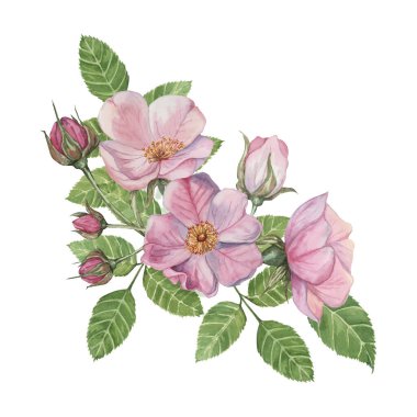Tomurcukları ve yeşil yaprakları olan pembe gül çiçekleri. Rosa Canina 'nın suluboya çiçek dalı. Botanik tasarımı, tebrik kartları, davetiyeler, etiketler, kozmetik ürünleri, peçeteler için çiçek buketi.