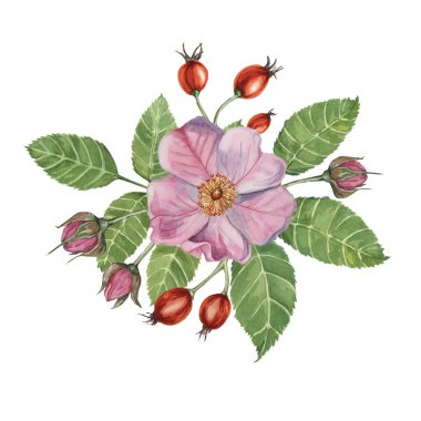 Kırmızı gül çilekleri ve tomurcuklu pembe gül çiçekleri. Rosa Canina bitki dalında suluboya. Botanik tasarım için çiçek dogrose tırmanışı, tebrik kartları, davetiyeler, hatıra defteri, dekorasyon