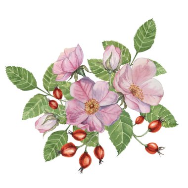 Kırmızı gül üzümleri ve suluboya arka planda tomurcukları olan pembe gül çiçekleri. Rosa Canina meyve dolu bitki dalı. Botanik tasarım, kartlar, davetiyeler, hatıra defterleri için dogrose tırmanışı