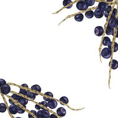 Dallardaki Acai üzümleri ve palmiye yaprakları kare kare boş şablon. Egzotik tropikal böğürtlen tırmanışı. Granola ambalajı, smoothie, takviye, etiketler için suluboya çizimi