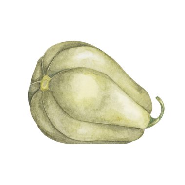 Yeşil kabak suluboya çizimi. Gerçekçi sonbahar sebzesi. Mevsimlik Cottagecore dekorasyonu için squash tırmanışı, Şükran Günü kartları ve davetiyeler, şenlik ürünleri ve sosyal medya, hatıra defteri